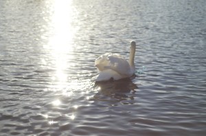 labuť,slunce